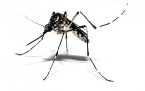 Dengue mosquito