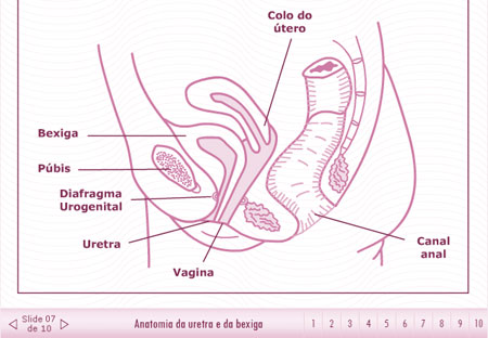 Video Anatomia Genital Feminina